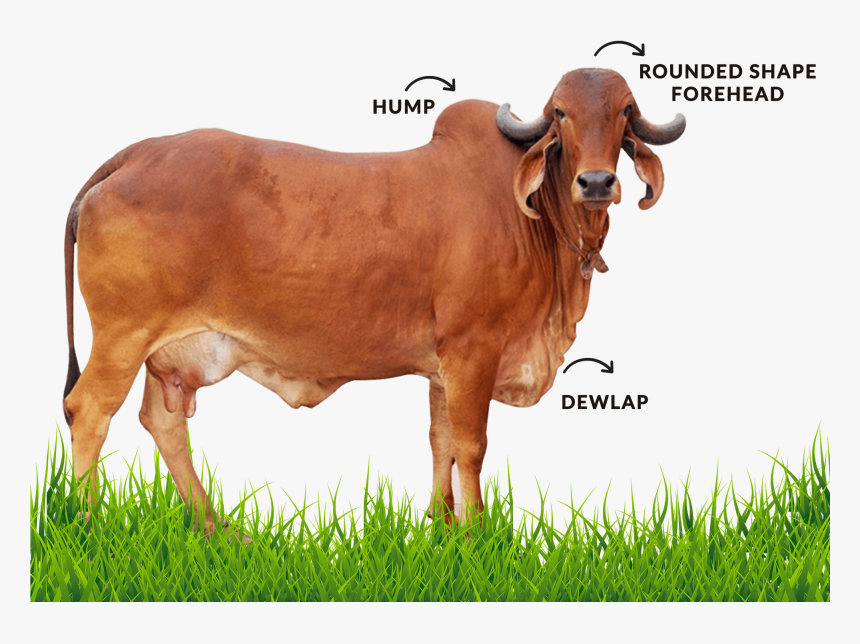 Desi Gir cow showing its hump, dewlap and rounded forehead